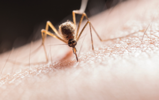 Multitravaux Batiment Mosquito