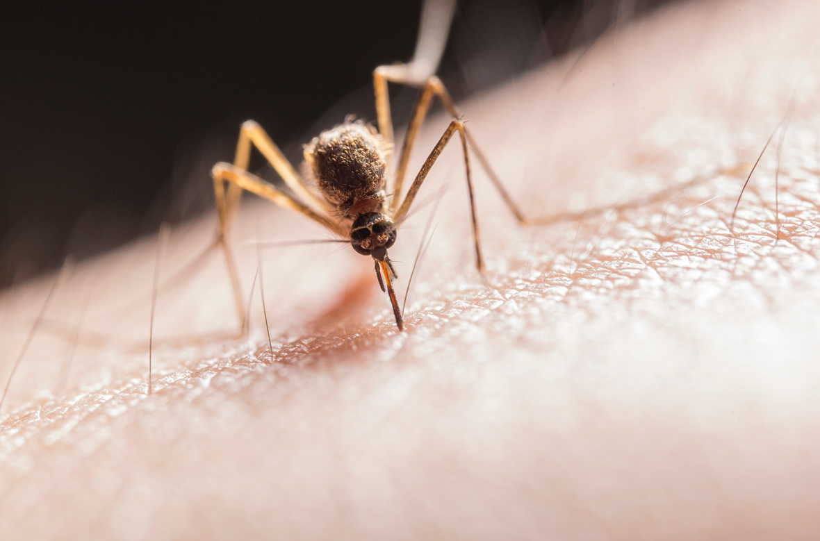 Multitravaux Batiment Mosquito