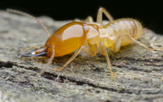 desinfection-termites